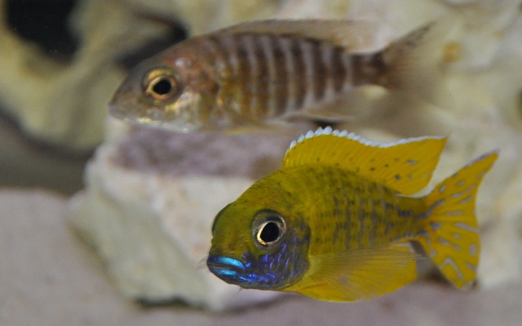 Aulonocara baenschi 'Nkhomo Reef'